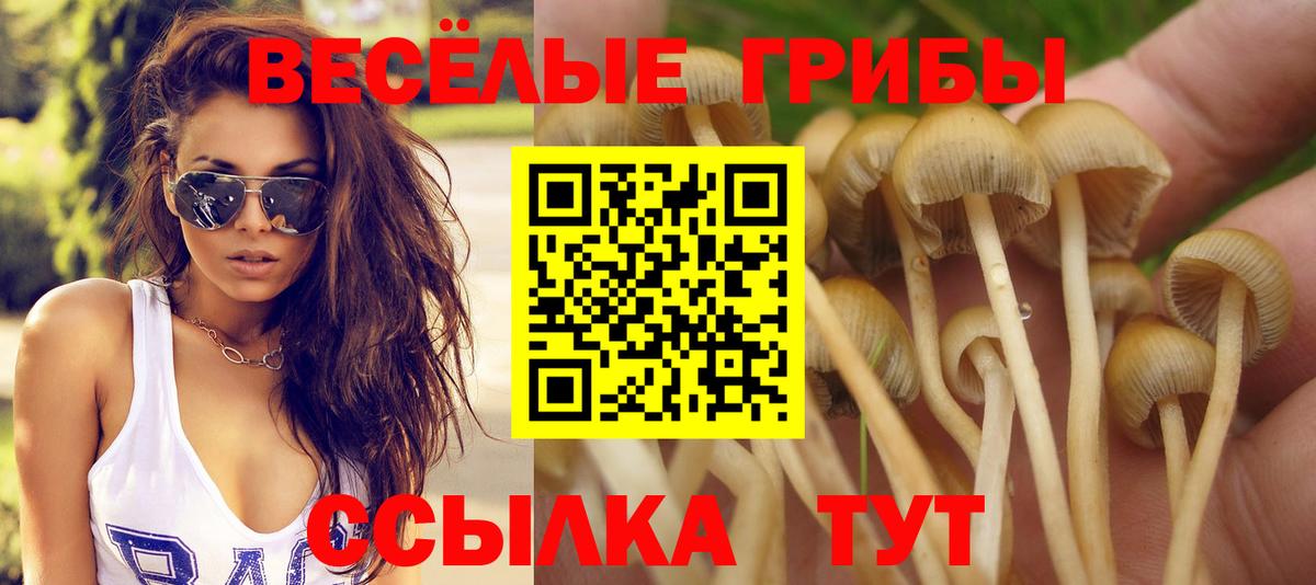 Псилоцибиновые грибы Cubensis Рубцовск
